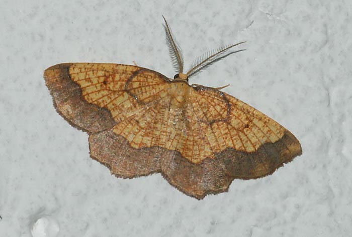 Geometridae- Monte Faverghera